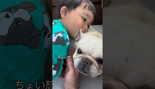 子供に枕にされて怒るフレンチブルドッグ #shorts #保護犬