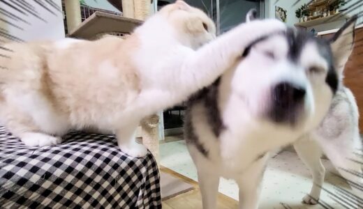 猫につまみ食いだと思われ怒られちゃった犬がこちら...