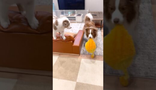 お片付けをする賢すぎる先住犬とそれを不思議そうに見る生後2ヶ月の子犬【ボーダーコリー・オーストラリアンシェパード】 #shorts