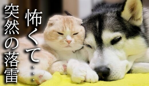 突然の雷にびっくりしちゃった子猫と犬がこうなりました...