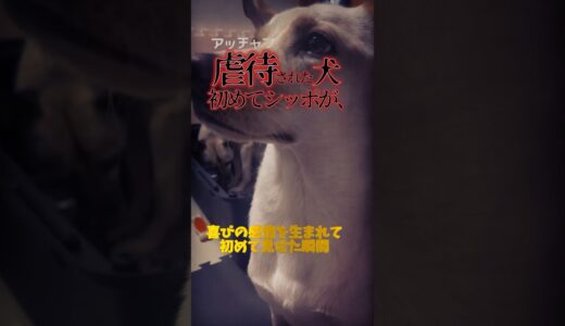 虐待され生まれて一度も愛されなかった犬の一年後にシッポを初めて振ってくれた日#shorts