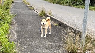 リードが切れて迷子になっている犬を保護しました