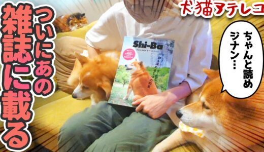 【犬猫アテレコ】オラつきながら犬の扱い方を教える柴犬