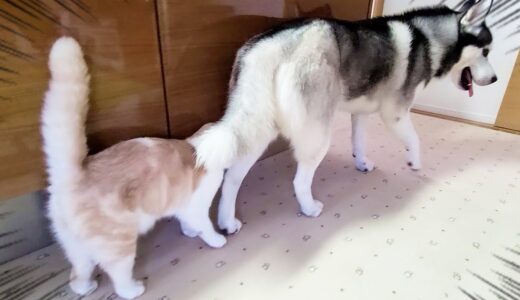 猫が一日中大好きな犬をストーカーした結果こうなっちゃいました...