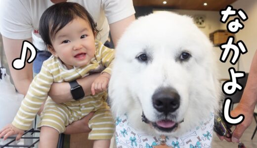 【優しい】人間の赤ちゃんとすぐに仲良くできる超大型犬の兄がすごすぎるw｜グレートピレニーズ