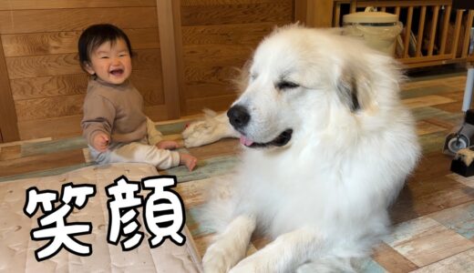 【笑顔♪】赤ちゃんが嬉しそうに笑ってるとついにやけちゃう超大型犬が可愛い｜グレートピレニーズ