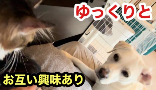 先住犬に少しずつ慣れはじめた子猫レオ