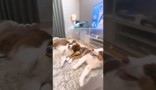 バーン！をわずか1日で覚えた子犬が先住犬とシンクロ技してて可愛すぎた♡ #shorts