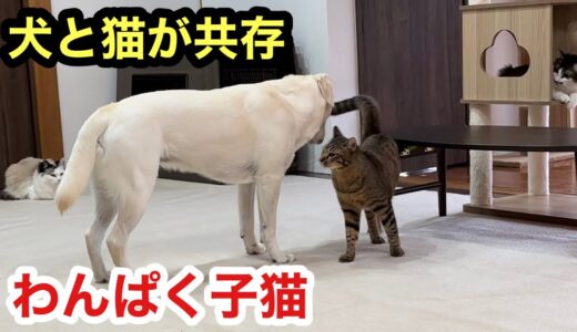 子猫が中心に犬と猫が共存する我が家です