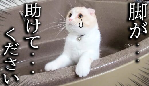 ニャーニャー猫の泣き声が、急いで犬と駆けつけるとお風呂で助けを…