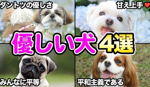 【小型犬編】トレーナーが初心者にオススメする優しい犬4選！