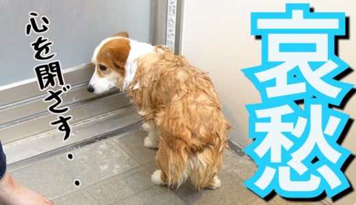 お風呂で完全に感情を失ったコーギー犬