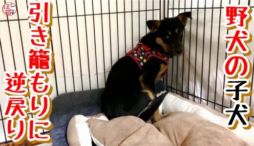 【子猫　保護犬 野犬】退院したら引き籠もり犬に逆戻りしました