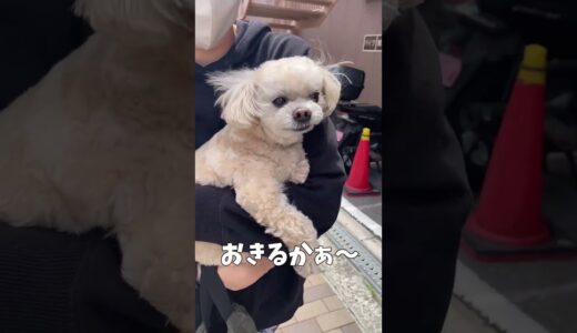 パンを買いに来た犬 【関西弁でしゃべる犬】#443 the dog that came to buy bread 【Dog talking 】 #shorts