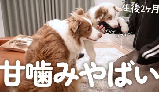 賢い先住犬を見てすごい勢いで学習していく生後2ヶ月の子犬が偉い！！！【甘噛み対策・トレーニング奮闘記】