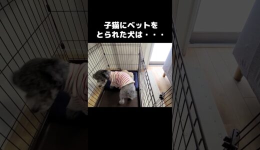 子猫にベットを奪われた犬はこうなる...#shorts