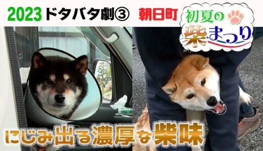 2023狂犬病予防注射会場のドタバタ劇③ 朝日町 初夏の柴まつり