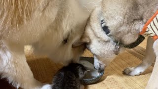 【母猫に捨てられた子猫】飼い主が帰宅すると犬みたいにすっ飛んでお迎えしてくれるようになりました🥹