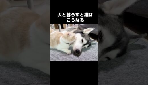 犬と暮らすと猫はこうなります...#shorts