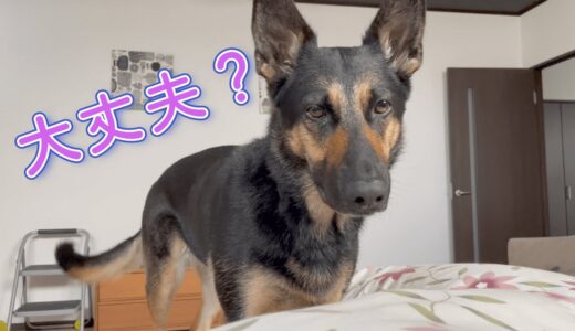 ママが寝込んだ時、数分おきにお見舞いにくる愛犬が可愛すぎた！【ジャーマンシェパード】