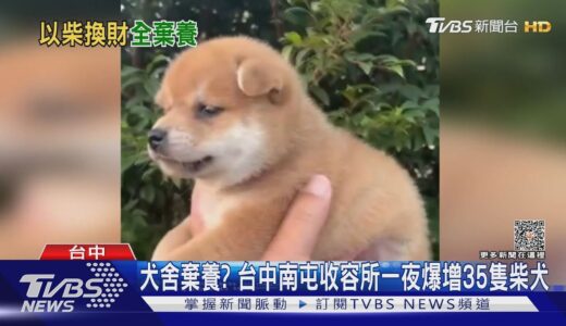 犬舍棄養? 台中南屯收容所一夜爆增35隻柴犬｜TVBS新聞 @TVBSNEWS01