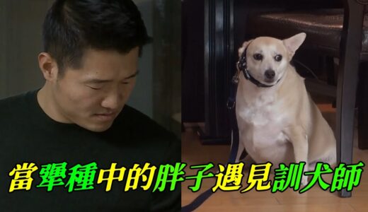 7歲狗狗胖得只剩下3年時間，訓犬師心太累！既要訓犬，又要安撫時刻心疼狗狗的主人，真的太難了