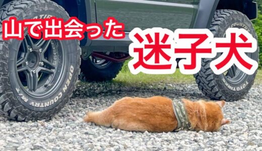 【迷い犬】【ジムニー】山の中で迷子の柴犬と遭遇しました兵庫県氷ノ山　　#迷子犬 #柴犬 #しばいぬ