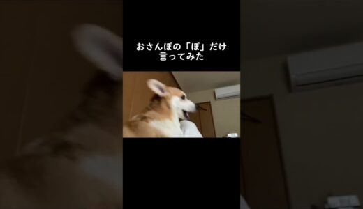 【犬】おさんぽの「ぽ」#くきたん #コーギー #shorts