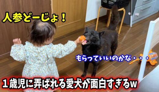 娘に人参あげたら愛犬が面白すぎたw【１歳児と甲斐犬一休】