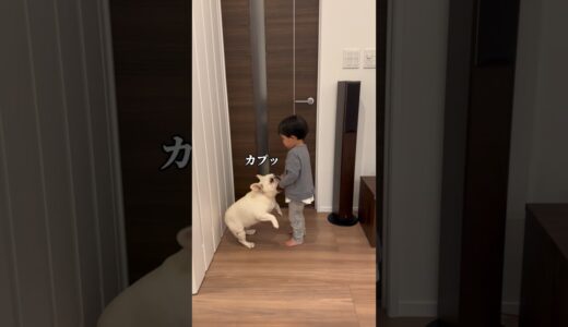 犬に怒られたあとの子供の反応 #shorts  #フレンチブルドッグ