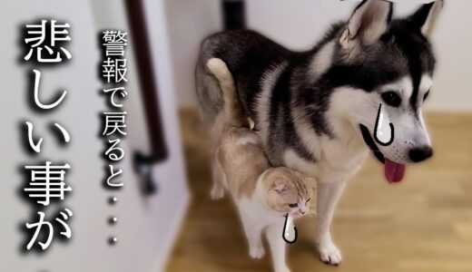 留守中に警報がなったので急いで家に引き返したら子猫と犬が...