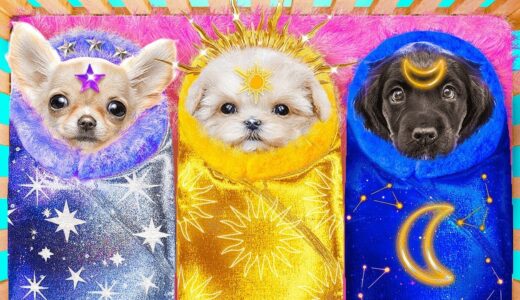 リアルライフの月vs太陽と星の犬！ペットのためのシークレットルームを作る！