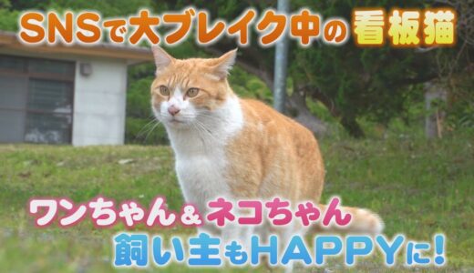 【いぬねこ倶楽部】　牧場のかわいい看板猫 メトに密着！！