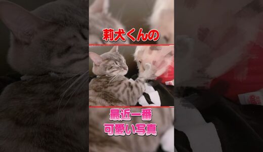 莉犬くんの最近一番可愛い写真大公開！！！