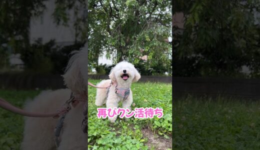 姉犬のわがままに付き合う妹犬 #shorts