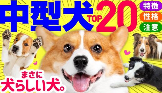 【2023年最新】中型犬 人気ランキングと解説❤️性格や飼いやすさも紹介！