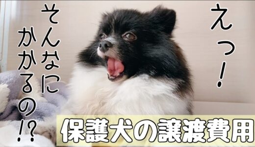 【譲渡費用】保護犬を迎える為にかかった初期費用大公開！！