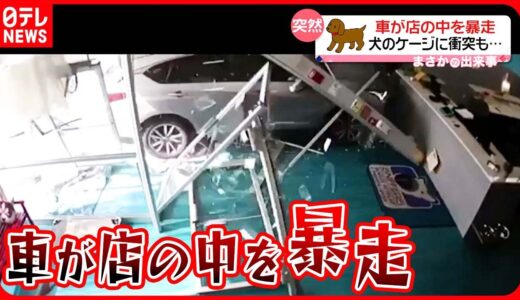 【まさか】店に突っ込んできた車  そのまま暴走して犬のケージに衝突…　アメリカ