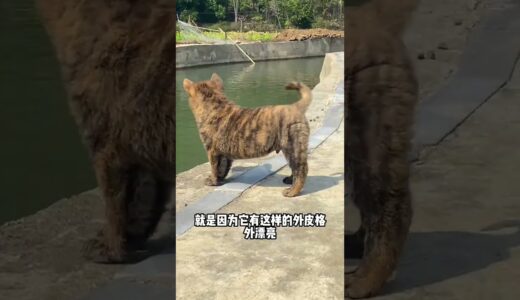 虎斑犬一種罕見的田園犬有這麼好的斑紋更加少見了