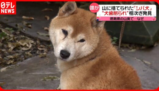 捨てられた「シバ犬」相次ぎ発見　徳島県の山奥で…