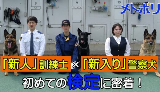 【警察犬】エースくんが成長したようです【メトポリ】