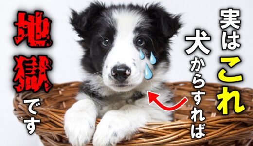 犬が泣くほど辛いされたら嫌なこと20選