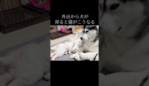 犬が外出から戻ると猫がこうなります...#shorts