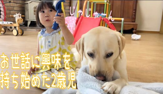 犬のお世話をする事に興味を持ち始めた2歳児