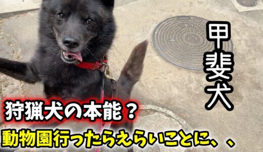 甲斐犬（狩猟犬種）を動物園に連れて行ったらこうなった