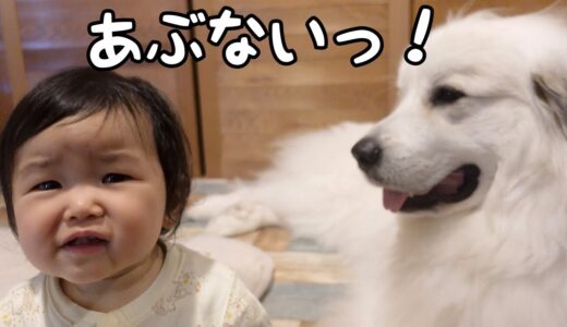 【すごいw】妹に危険が迫るとすぐに守ろうとする超大型犬が優しすぎた｜グレートピレニーズ