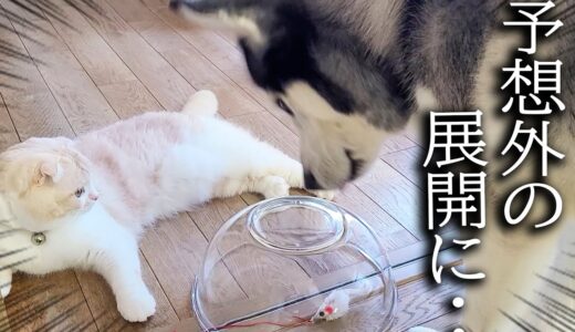 大切なネズミが閉じ込められてたら猫と犬がまさかこうなりました...