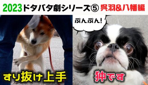 2023狂犬病予防注射会場のドタバタ劇⑤ 富山市呉羽＆八幡編