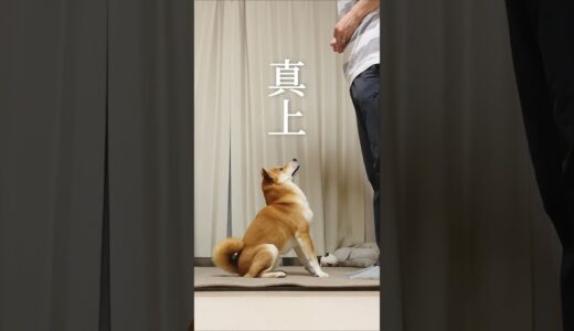 納得がいかない柴犬こむぎとブリキあるじ#shorts #柴犬 #犬