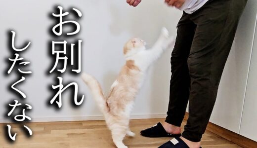 犬を預けたらお別れしたくないと家中泣いて探し回る子猫がこちらです